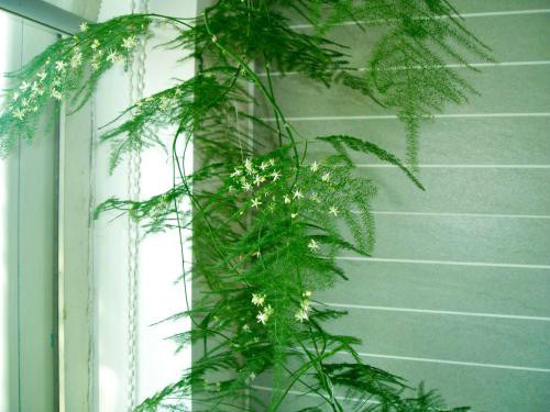 文竹怎么修剪好看方法图解 文竹开花后怎么处理注意事项