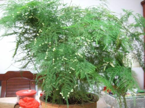 文竹怎么修剪好看方法图解 文竹开花后怎么处理注意事项