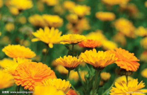 金盏菊怎么养什么时候播种 金盏菊的养殖方法及注意事项有哪些