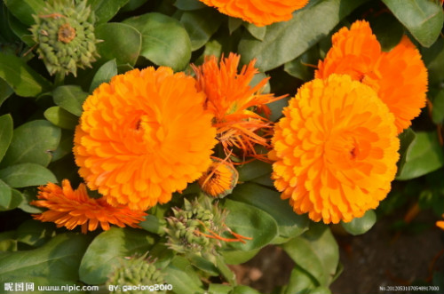 金盏菊怎么养什么时候播种 金盏菊的养殖方法及注意事项有哪些