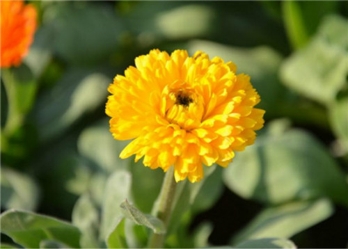 金盏菊怎么养什么时候播种 金盏菊的养殖方法及注意事项有哪些