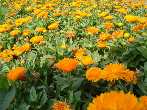 金盏菊怎么养什么时候播种 金盏菊的养殖方法及注意事项有哪些