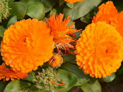 金盏菊怎么养什么时候播种 金盏菊的养殖方法及注意事项有哪些