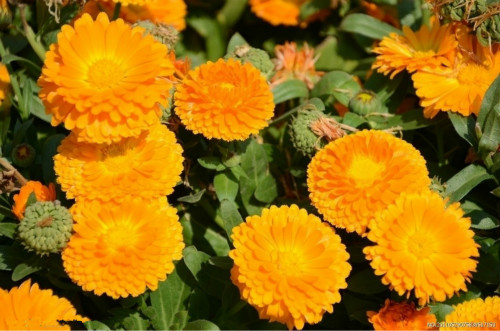 金盏菊怎么养什么时候播种 金盏菊的养殖方法及注意事项有哪些