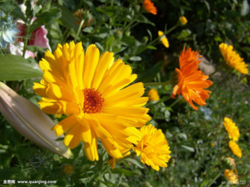 金盏菊怎么养什么时候播种 金盏菊的养殖方法及注意事项有哪些