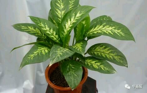 银皇后万年青有毒吗可以在室内养吗 有毒的万年青是哪种
