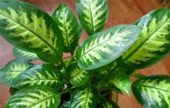 ���ʺ��������ж����������������  �ж���������������