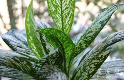 银皇后万年青有毒吗可以在室内养吗 有毒的万年青是哪种