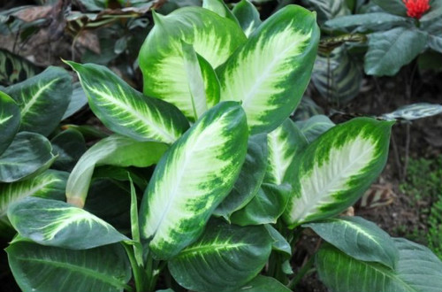 银皇后万年青有毒吗可以在室内养吗 有毒的万年青是哪种