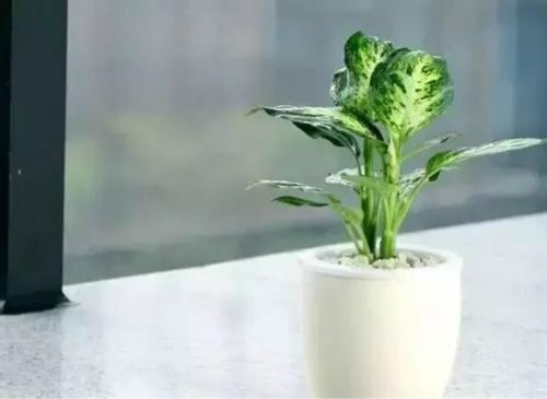 银皇后万年青有毒吗可以在室内养吗 有毒的万年青是哪种