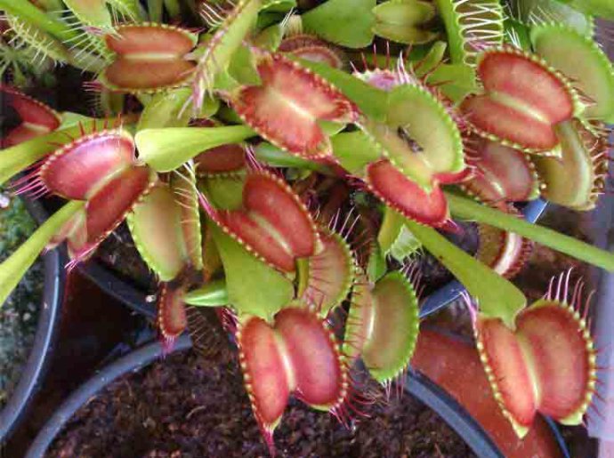 ��Ӭ�ݶ���Σ����ʲô���� ��Ӭ�ݵ���ֳ������ע������