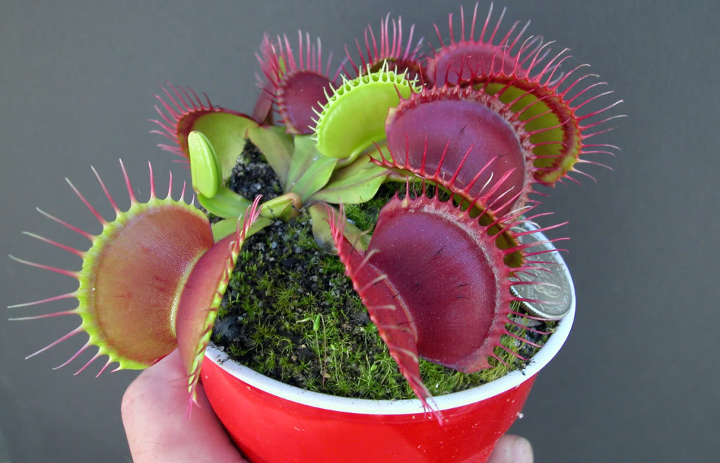 ��Ӭ�ݶ���Σ����ʲô���� ��Ӭ�ݵ���ֳ������ע������