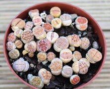 生石花顶部皱了怎么办 生石花被晒皱了怎么处理什么时候蜕皮