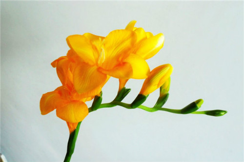 ��ѩ���Ļ��м�����ɫ ��ѩ���Ļ�����ʲô��ʲôԢ����