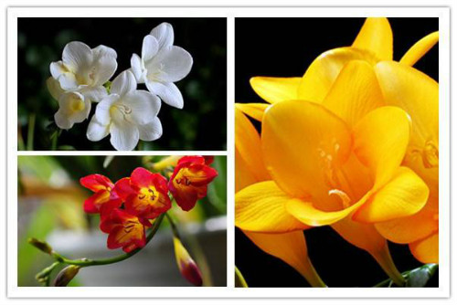 ��ѩ���Ļ��м�����ɫ ��ѩ���Ļ�����ʲô��ʲôԢ����