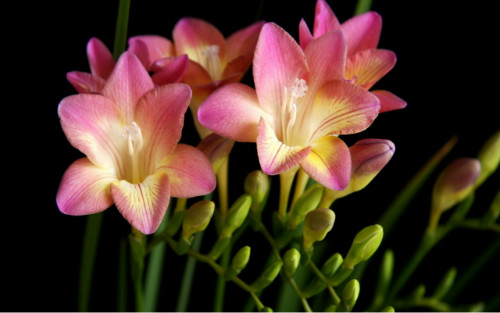 香雪兰的花有几种颜色 香雪兰的花语是什么有什么寓意吗