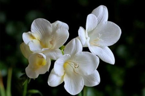 ��ѩ���Ļ��м�����ɫ ��ѩ���Ļ�����ʲô��ʲôԢ����