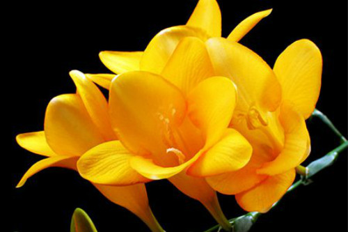 香雪兰的花有几种颜色 香雪兰的花语是什么有什么寓意吗