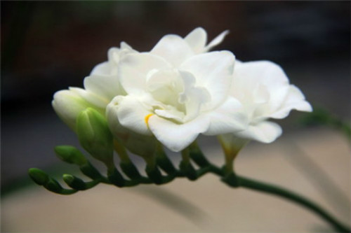 ��ѩ���Ļ��м�����ɫ ��ѩ���Ļ�����ʲô��ʲôԢ����