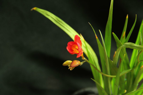 香雪兰的花有几种颜色 香雪兰的花语是什么有什么寓意吗