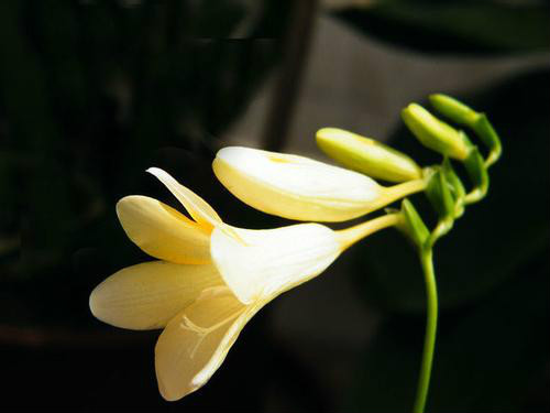 ��ѩ���Ļ��м�����ɫ ��ѩ���Ļ�����ʲô��ʲôԢ����