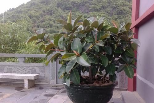 ��Ƥ����ý�һ��ˮ��ι�����ˮ ��Ƥ����ˮ���������ܽ�ˮ��