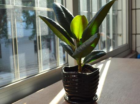 ��Ƥ����ý�һ��ˮ��ι�����ˮ ��Ƥ����ˮ���������ܽ�ˮ��