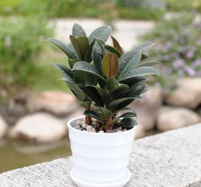 橡皮树怎么修剪更好看修剪方法过程图解 橡皮树修剪的最佳时间