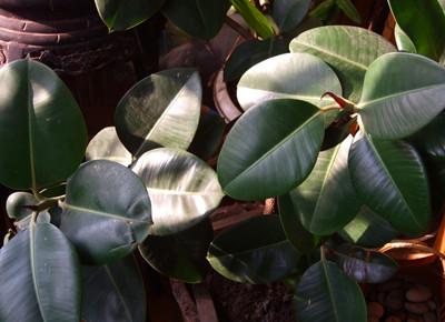 橡皮树怎么修剪更好看修剪方法过程图解 橡皮树修剪的最佳时间