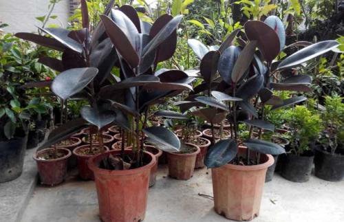 ��Ƥ����������ô�����ÿ� ��Ƥ������ֳ������ע���������Щ