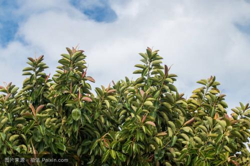 ��Ƥ����������ô�����ÿ� ��Ƥ������ֳ������ע���������Щ