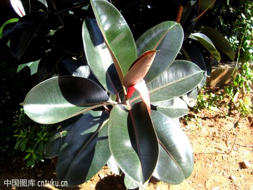 ��Ƥ��Ǥ�巽�����ܼ���Ǥ��Ϊ�� ��Ƥ��Ҷ��Ǥ�����ͼ��ôǤ��