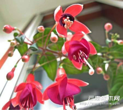 ��������ô�޼�֦ʲôʱ���޼�   �������޼�ժ�ķ�������ͼ��