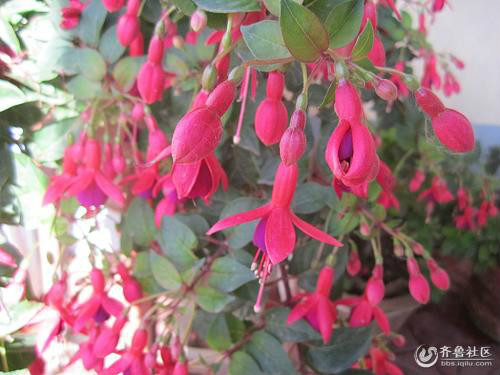 ��������ô�޼�֦ʲôʱ���޼�   �������޼�ժ�ķ�������ͼ��