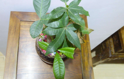 ��������ô�޼�֦ʲôʱ���޼�   �������޼�ժ�ķ�������ͼ��