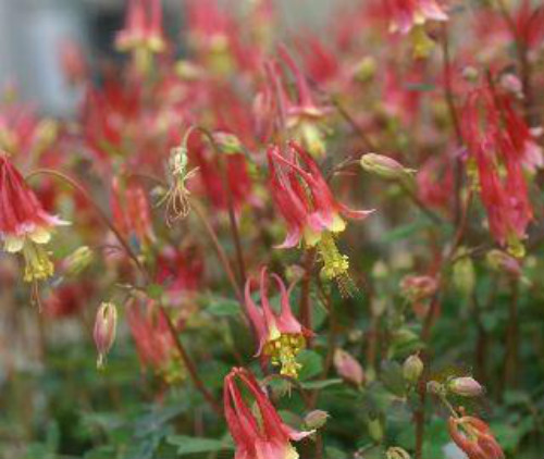 ��������ô�޼�֦ʲôʱ���޼�   �������޼�ժ�ķ�������ͼ��