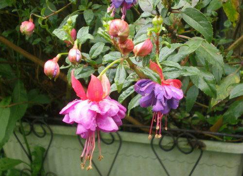 ��������ô�޼�֦ʲôʱ���޼�   �������޼�ժ�ķ�������ͼ��