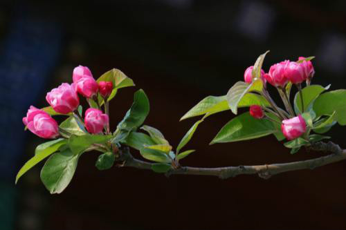 ��������ô�޼�֦ʲôʱ���޼�   �������޼�ժ�ķ�������ͼ��