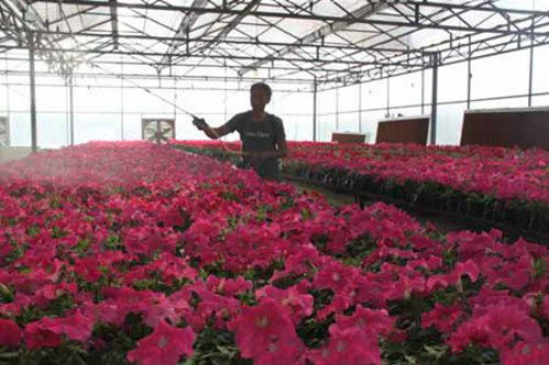 矮牵牛能活几年第二年还开花吗 矮牵牛怎么过冬养殖方法介绍