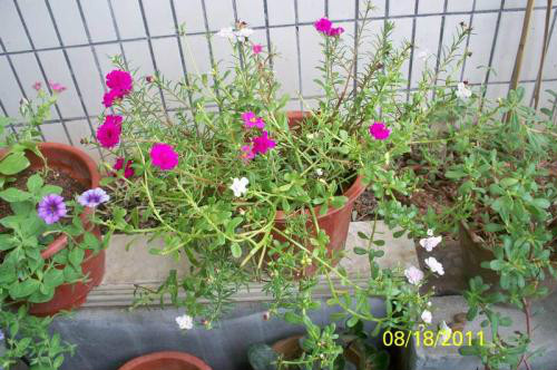 矮牵牛能活几年第二年还开花吗 矮牵牛怎么过冬养殖方法介绍