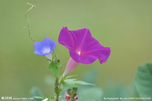 ��ǣţ�ܻ��ڶ��껹������ ��ǣţ��ô������ֳ��������