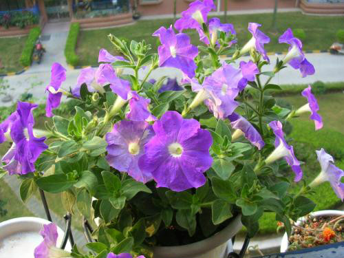 ��ǣţ�ܻ��ڶ��껹������ ��ǣţ��ô������ֳ��������