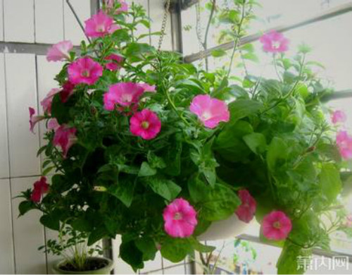 ��ǣţ�ܻ��ڶ��껹������ ��ǣţ��ô������ֳ��������