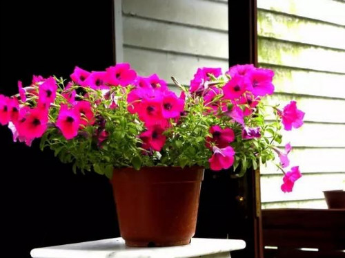 矮牵牛什么时候播种最好 矮牵牛花种子怎么种播种方法图解