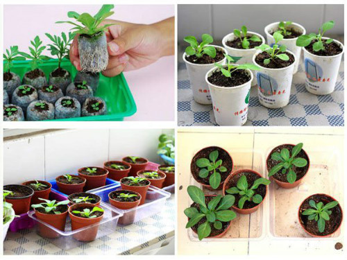 矮牵牛什么时候播种最好 矮牵牛花种子怎么种播种方法图解