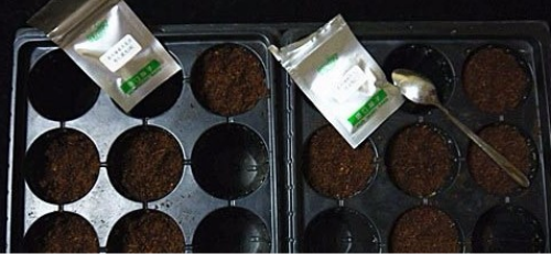 矮牵牛什么时候播种最好 矮牵牛花种子怎么种播种方法图解