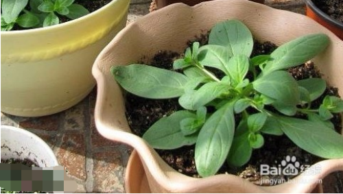 矮牵牛什么时候播种最好 矮牵牛花种子怎么种播种方法图解