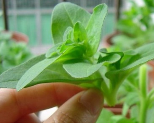 矮牵牛什么时候播种最好 矮牵牛花种子怎么种播种方法图解