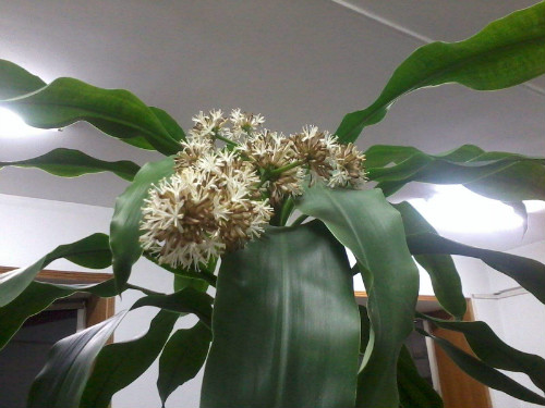 巴西木开花是什么兆头吉利吗 巴西木开花是否有毒能在家养吗