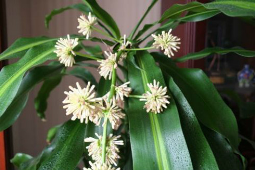 巴西木开花是什么兆头吉利吗 巴西木开花是否有毒能在家养吗